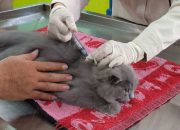 Bondowoso Siapkan 117 Dosis Vaksin Rabies, Program Vaksinasi 2025 Disebar ke Puskeswan