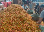 Harga Cabai di Kediri Mulai Turun, Pasokan dari Petani Melimpah