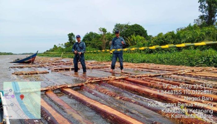 600 Batang Kayu Ilegal Disita Gakkum Kehutanan di Ketapang