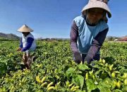 Awal Ramadan, Harga Cabai Rawit di Kediri Melonjak Tajam