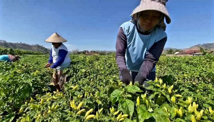 Awal Ramadan, Harga Cabai Rawit di Kediri Melonjak Tajam