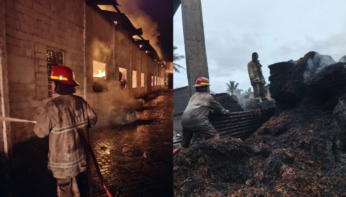 Gudang Tembakau Panduman Jember Ludes Terbakar, Kerugian Mencapai Rp31 Miliar