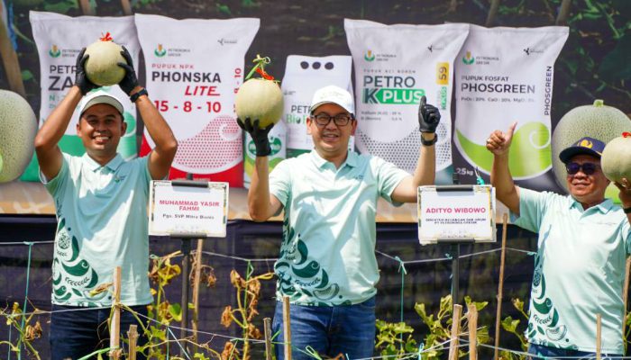 Program Pestani Petrokimia Gresik Dongkrak Produktivitas Melon Pantura hingga 10 Persen