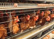 Produk Unggas RI Makin Mendunia, Ekspor Sentuh Rp18,2 Miliar