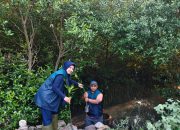 TPS Salurkan 3.000 Bibit Mangrove untuk Penghijauan Pesisir Sontoh Laut