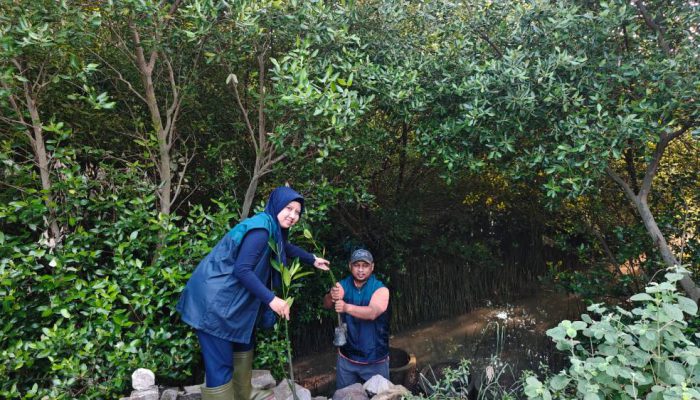 TPS Salurkan 3.000 Bibit Mangrove untuk Penghijauan Pesisir Sontoh Laut