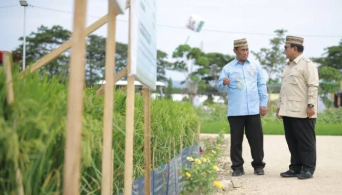 Ketahanan Pangan Menguat, NTP Pecahkan Rekor 34 Tahun di Era Prabowo