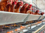 Kementan Pastikan Pelaku Usaha Serap Ayam Hidup untuk Dongkrak Harga Broiler