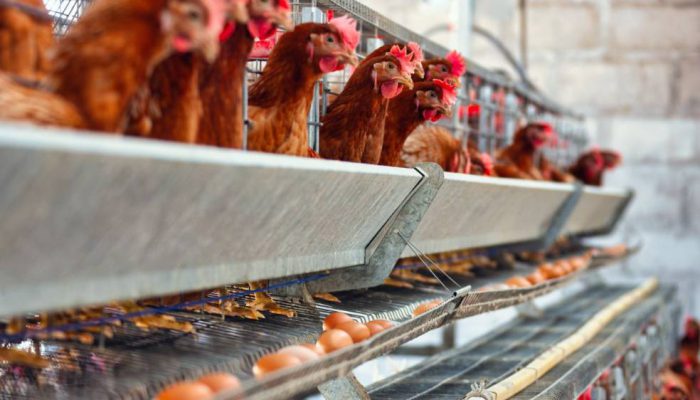 Kementan Pastikan Pelaku Usaha Serap Ayam Hidup untuk Dongkrak Harga Broiler