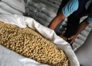 Kemenko Pangan Siapkan 10 Langkah Percepat Swasembada Kedelai, Fokus Kurangi Ketergantungan Impor