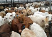 Swasembada Daging Dikebut, Pemerintah Bidik Sapi Indukan dari Brasil
