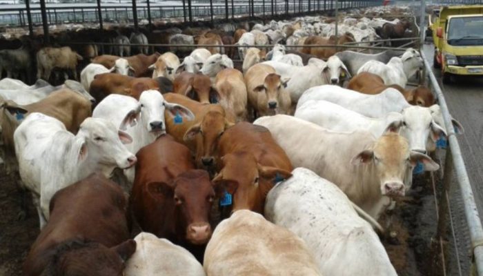 Swasembada Daging Dikebut, Pemerintah Bidik Sapi Indukan dari Brasil