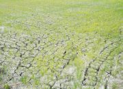 Kementan Salurkan Air ke 3.233 Hektare Lahan Padi Terdampak Kekeringan di Lamongan
