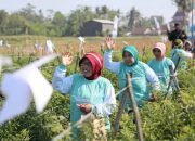 Syngenta Dorong Petani Cabai Adopsi Teknologi SIMODIS® untuk Kendalikan Thrips