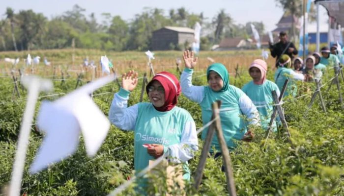 Syngenta Dorong Petani Cabai Adopsi Teknologi SIMODIS® untuk Kendalikan Thrips
